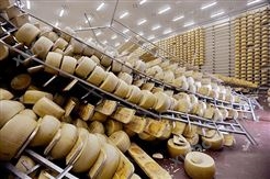 奶酪设备生产线