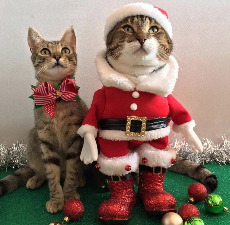 澳女子为宠物猫进行圣诞装扮引关注